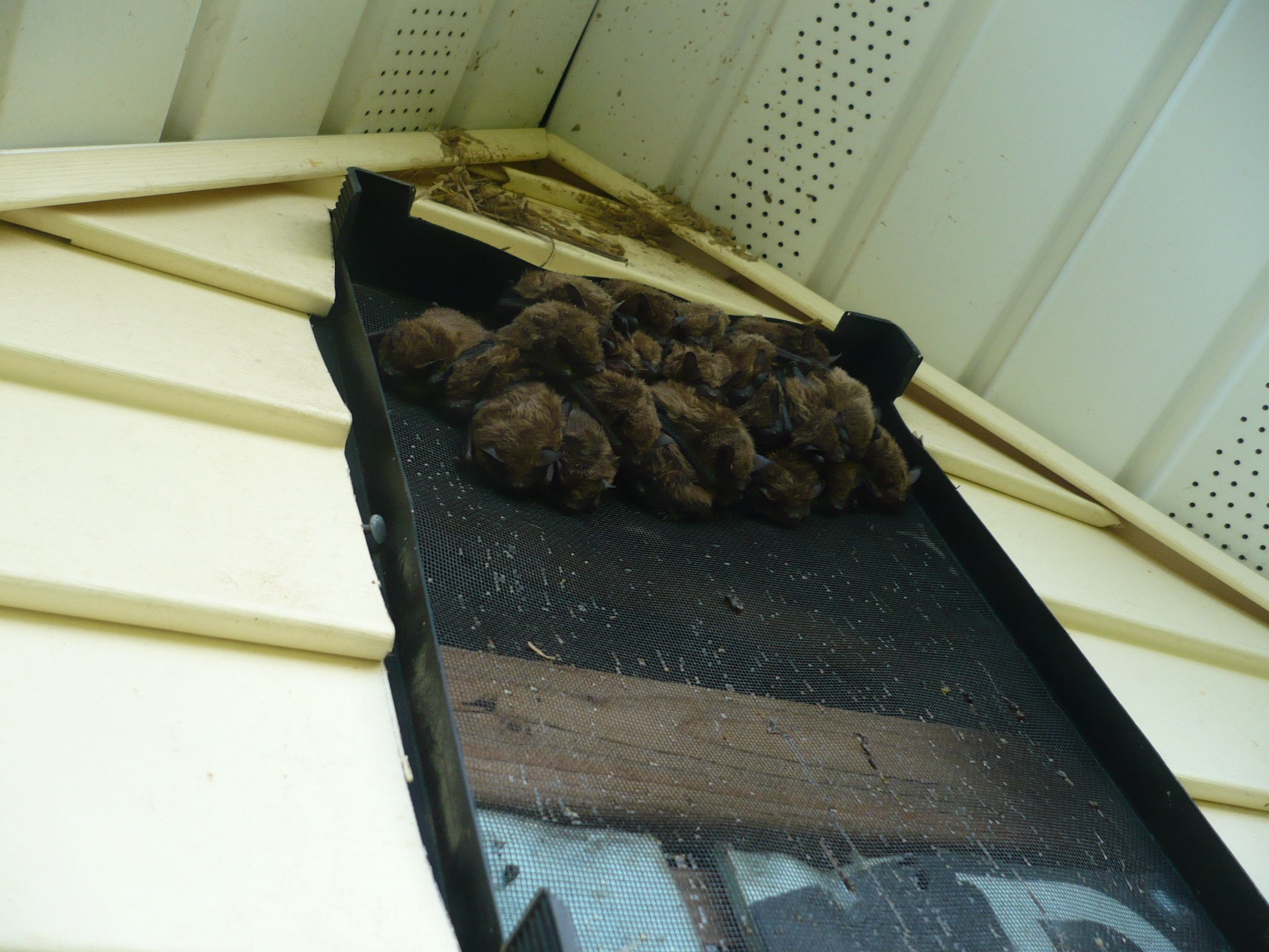 bats going through a gable vent on a house in edmore, mi